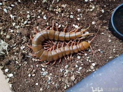 蜈蚣對(duì)龍魚(yú)的好處：蜈蚣對(duì)龍魚(yú)有哪些好處 龍魚(yú)百科 第2張