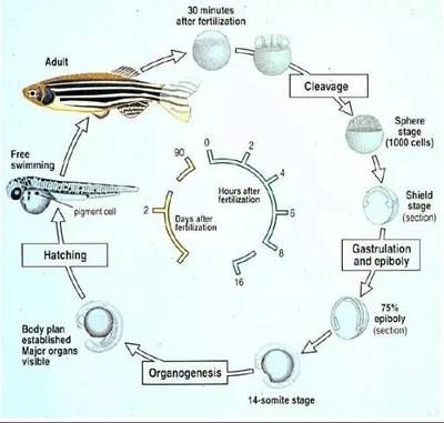 斑馬魚 解剖：斑馬魚的解剖