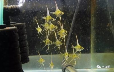 埃及神仙魚定水：埃及神仙魚的定水和飼養(yǎng) 埃及神仙魚 第1張