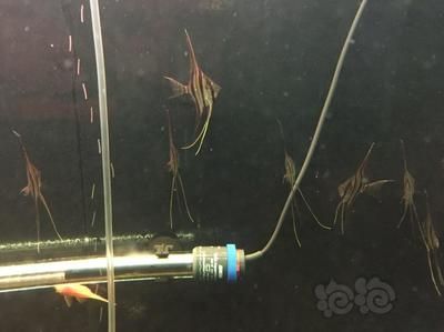 埃及神仙魚定水：埃及神仙魚的定水和飼養(yǎng) 埃及神仙魚 第4張