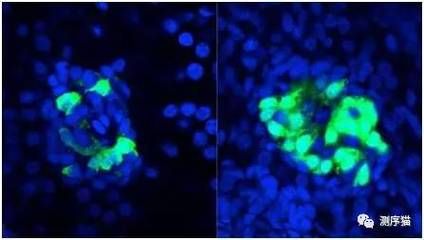 斑馬魚幼體：斑馬魚幼體在實驗方法、生物學(xué)特性以及注意事項 斑馬狗頭魚 第3張