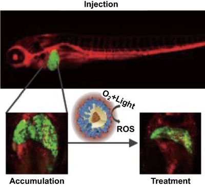 斑馬魚幼體：斑馬魚幼體在實驗方法、生物學(xué)特性以及注意事項 斑馬狗頭魚 第1張