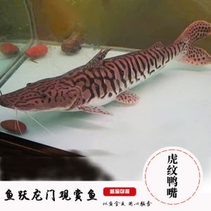 斑馬鴨嘴魚值得養(yǎng)么：斑馬鴨嘴魚和珍珠魚有什么區(qū)別