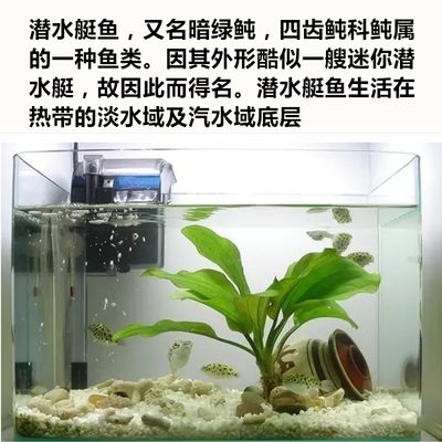 斑馬狗頭魚缸里都需要什么水：斑馬狗頭魚養(yǎng)殖斑馬狗頭魚的理想水質應具備以下特點 斑馬狗頭魚 第3張