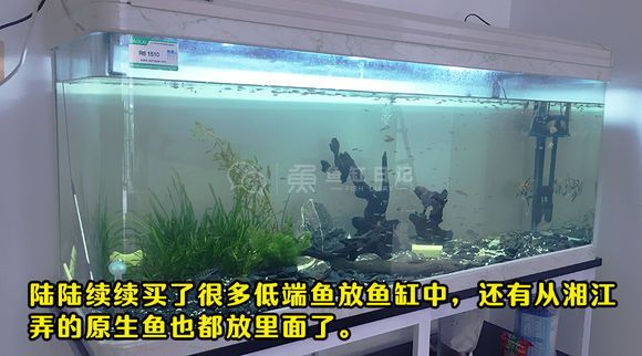 巴西亞魚需要多大魚缸養(yǎng)魚苗：養(yǎng)殖巴西亞魚苗的魚缸大小應(yīng)該如何計(jì)算 巴西亞魚 第1張