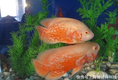 巴西亞魚(yú)需要多大魚(yú)缸才能養(yǎng)：巴西亞魚(yú)對(duì)于魚(yú)缸大小的需求 巴西亞魚(yú) 第4張