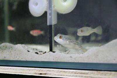 斑馬狗頭魚缸用什么顏色燈：斑馬狗頭魚喜歡什么樣的燈光 水族燈（魚缸燈） 第2張