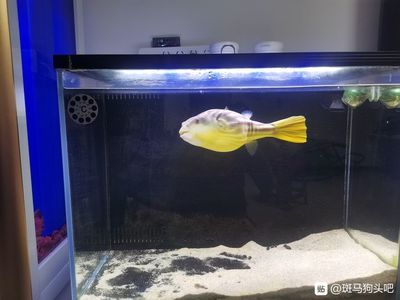 斑馬狗頭魚缸用什么顏色燈：斑馬狗頭魚喜歡什么樣的燈光 水族燈（魚缸燈） 第3張