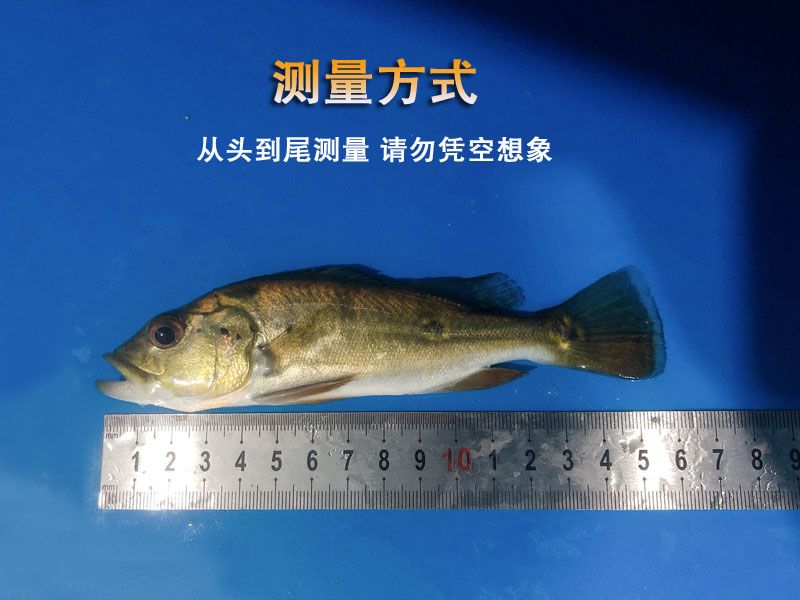 巴西亞魚多大起頭：關(guān)于巴西亞魚起頭的具體情況