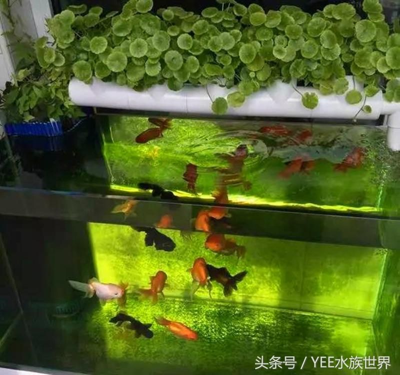 yee魚缸顯示屏怎么調(diào)：yee魚缸顯示屏如何調(diào)整？