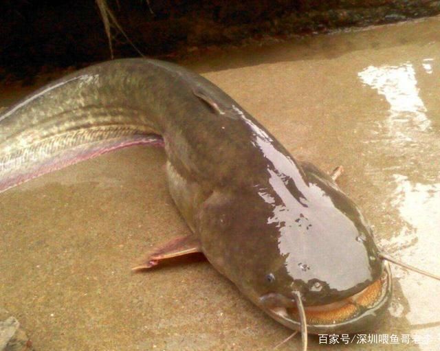 埃及鯰魚(yú)：埃及鯰魚(yú)可以成為餐桌上的一道美味佳肴佳肴，埃及鯰魚(yú)