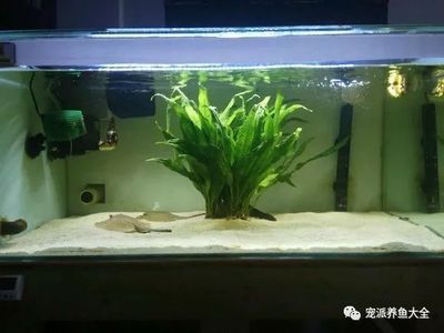 魟魚飼養(yǎng)方法圖解：魟魚的飼養(yǎng)方法 魟魚百科 第2張