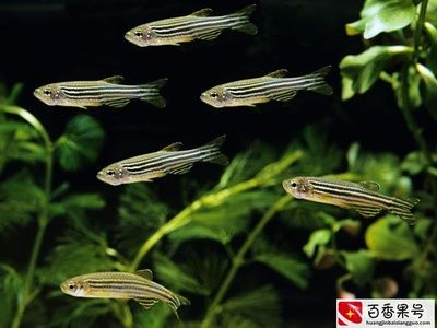 斑馬魚有幾對須：斑馬魚的基本信息