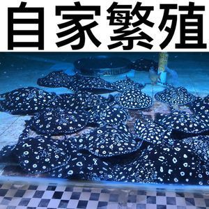 黑帝魟魚價(jià)格：黑帝魟魚價(jià)格區(qū)間大致在6000-8000元一對 魟魚百科 第3張