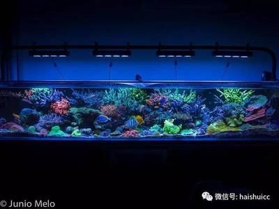 彩蝶tbf魚缸怎么裝燈：在彩蝶tbf魚缸中安裝燈可以為您的水族館提供光照 水族燈（魚缸燈） 第3張