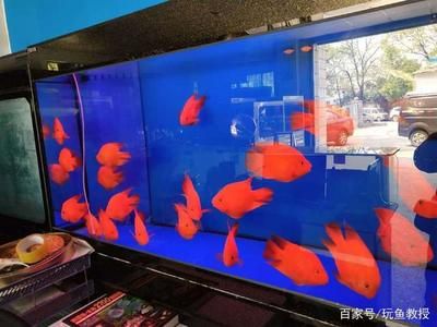 1.8米魚缸養(yǎng)多少鸚鵡魚：1.8米魚缸養(yǎng)多少條鸚鵡魚取決于多個因素 魚缸定做 第1張