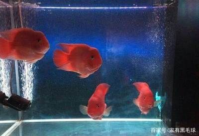 1.8米魚缸養(yǎng)多少鸚鵡魚：1.8米魚缸養(yǎng)多少條鸚鵡魚取決于多個因素 魚缸定做 第2張