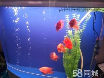 1.8米魚缸養(yǎng)多少鸚鵡魚：1.8米魚缸養(yǎng)多少條鸚鵡魚取決于多個因素 魚缸定做 第3張