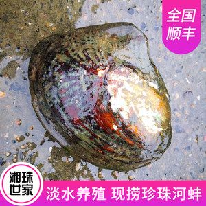 蚌能放在魚缸里養(yǎng)不？：河蚌可以在魚缸里養(yǎng)殖河蚌和魚需要注意水質(zhì)管理嗎 魚缸百科 第1張