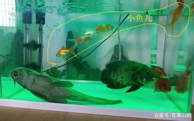 大魚(yú)水族魚(yú)缸養(yǎng)什么魚(yú)最好看：大魚(yú)水族魚(yú)缸養(yǎng)什么魚(yú)最好看，從以下幾個(gè)方面考慮 魚(yú)缸百科 第2張