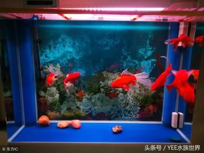 大魚(yú)水族魚(yú)缸養(yǎng)什么魚(yú)最好看：大魚(yú)水族魚(yú)缸養(yǎng)什么魚(yú)最好看，從以下幾個(gè)方面考慮 魚(yú)缸百科 第3張