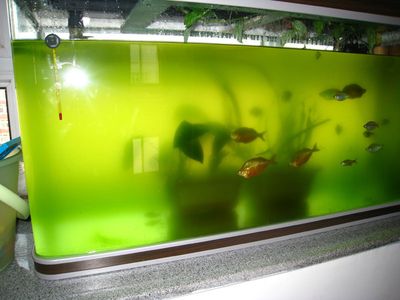 彩鰈水族箱怎么樣：彩鰈水族箱在設(shè)計(jì)和質(zhì)量方面受到了用戶(hù)的認(rèn)可 彩鰈魚(yú)缸（彩蝶魚(yú)缸） 第4張