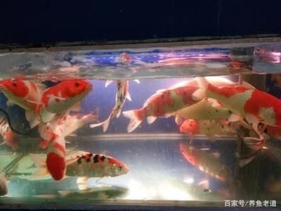 彩鰈水族箱怎么樣：彩鰈水族箱在設(shè)計(jì)和質(zhì)量方面受到了用戶(hù)的認(rèn)可 彩鰈魚(yú)缸（彩蝶魚(yú)缸） 第1張