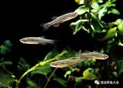 斑馬魚繁殖周期：斑馬魚的繁殖周期大約為7天左右，一年可以繁殖6-7次 斑馬狗頭魚 第3張