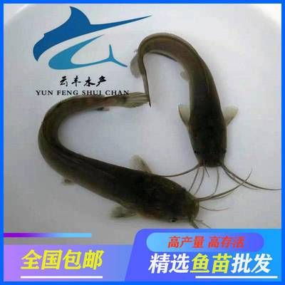 埃及塘角魚：關(guān)于埃及塘角魚的一些詳細(xì)信息