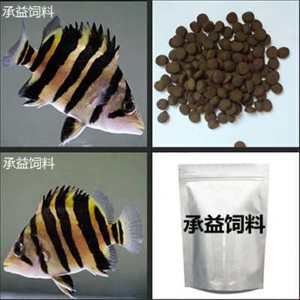 虎魚吃人工飼料嗎怎么喂：虎魚吃人工飼料嗎 虎魚百科 第3張