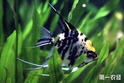 埃及神仙魚怎么挑選最好的魚缸：埃及神仙魚的飼養(yǎng)技巧