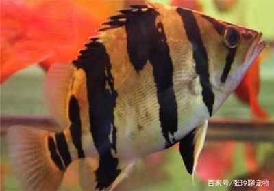 虎魚眼睛內(nèi)白色的眼珠發(fā)黃是什么?。夯Ⅳ~眼睛內(nèi)白色的眼珠發(fā)黃可能是由多種原因引起的 虎魚百科 第3張