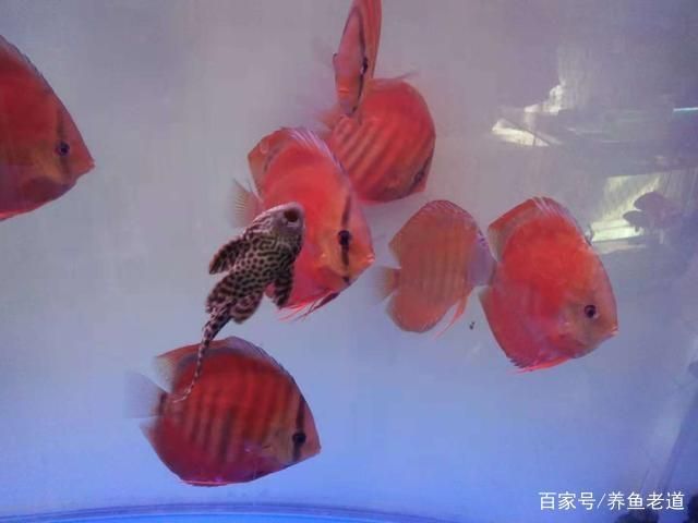 1米2的魚(yú)缸養(yǎng)七彩需要每天換水嗎：1米2的魚(yú)缸養(yǎng)七彩需要每天換水嗎1米2的魚(yú)缸養(yǎng)七彩需要每天換水嗎 魚(yú)缸定做 第3張