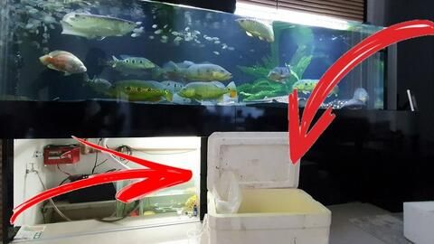 魟魚換水后一動不動：為什么[需手動填充]魚換水后一動不動 魟魚百科 第3張