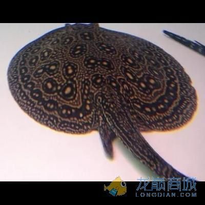 白紋黑帝魟魚和黑帝魟的區(qū)別：白紋黑帝魟魚和白紋黑帝魟魚的區(qū)別 魟魚百科 第3張