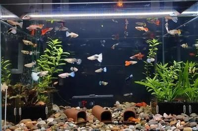 100l水是多大魚缸：100升水是多大的魚缸 魚缸定做 第1張