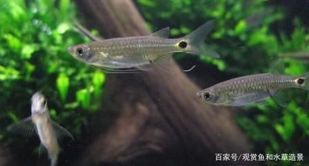 草缸燈魚(yú)：草缸燈魚(yú)養(yǎng)護(hù)指南 水族燈（魚(yú)缸燈） 第4張