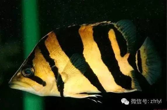 泰國虎魚的特征是什么：泰國虎魚的體型、體色、生態(tài)習性和行為特征