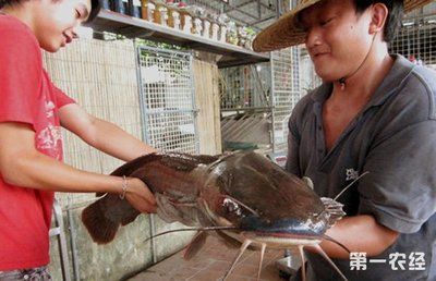 埃及塘鲺魚：養(yǎng)殖埃及塘鲺魚需要注意什么？