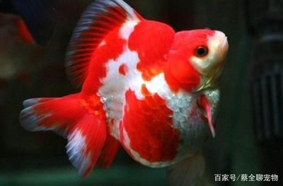 冬天魚缸需不需要開氧氣燈：冬天魚缸需要開氧氣燈嗎？ 水族燈（魚缸燈） 第4張