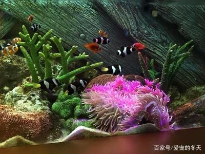 冬天魚缸需不需要開氧氣燈：冬天魚缸需要開氧氣燈嗎？ 水族燈（魚缸燈） 第3張