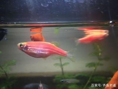 斑馬魚的卵屬于什么類型：關(guān)于斑馬魚卵的一些詳細信息 斑馬狗頭魚 第2張