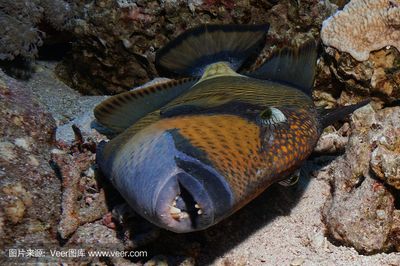 埃及魚：埃及埃及魚的種類和特征 埃及神仙魚 第3張