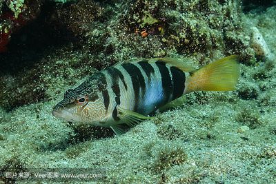 埃及魚：埃及埃及魚的種類和特征 埃及神仙魚 第1張