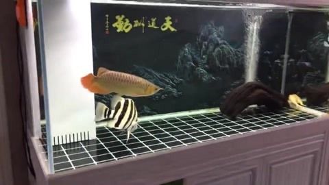 印尼虎魚(yú)飼養(yǎng)技巧圖解視頻：關(guān)于印尼虎魚(yú)飼養(yǎng)的一些技巧和建議