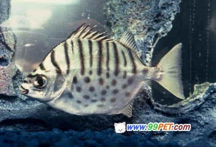 虎魚(yú)混養(yǎng)的魚(yú)有哪些品種：與虎魚(yú)混養(yǎng)的魚(yú)有哪些品種 泰國(guó)虎魚(yú) 第1張