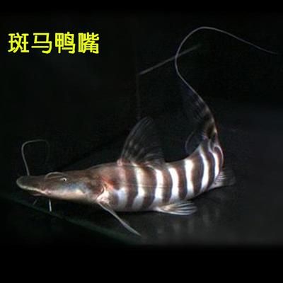 斑馬鴨嘴魚多少錢：斑馬鴨嘴魚的價格并不固定購買時應(yīng)考慮上述因素