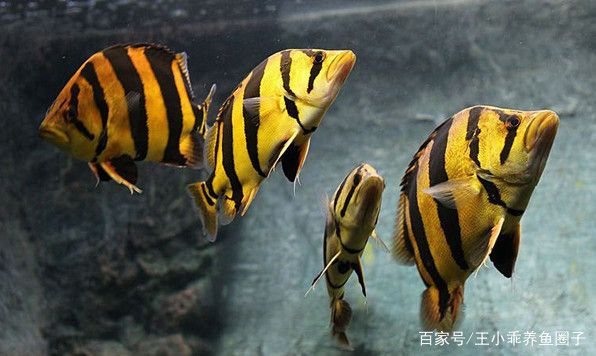 泰虎魚怎么養(yǎng)活最好看：泰國虎魚怎么養(yǎng)活最好看