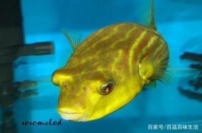 斑馬狗頭魚缸怎么布置的：斑馬狗頭魚的飼養(yǎng)方法