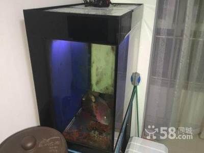 搬家魚缸和魚怎么處理：搬家時魚缸和魚的處理方法 魚缸百科 第2張